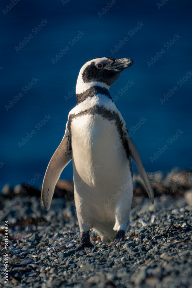 Naklejka premium Magellanic penguin on shingle beach in sun