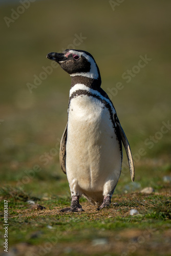 Magellanic penguin on grassy slope turning head