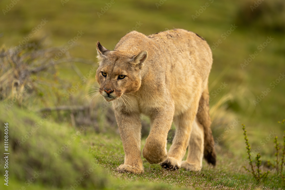 Obraz premium Puma climbs up grassy slope lifting paw