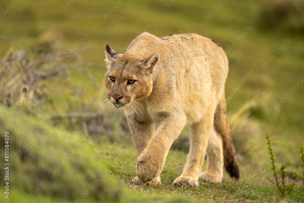 Obraz premium Puma climbs up grassy hillside lifting paw