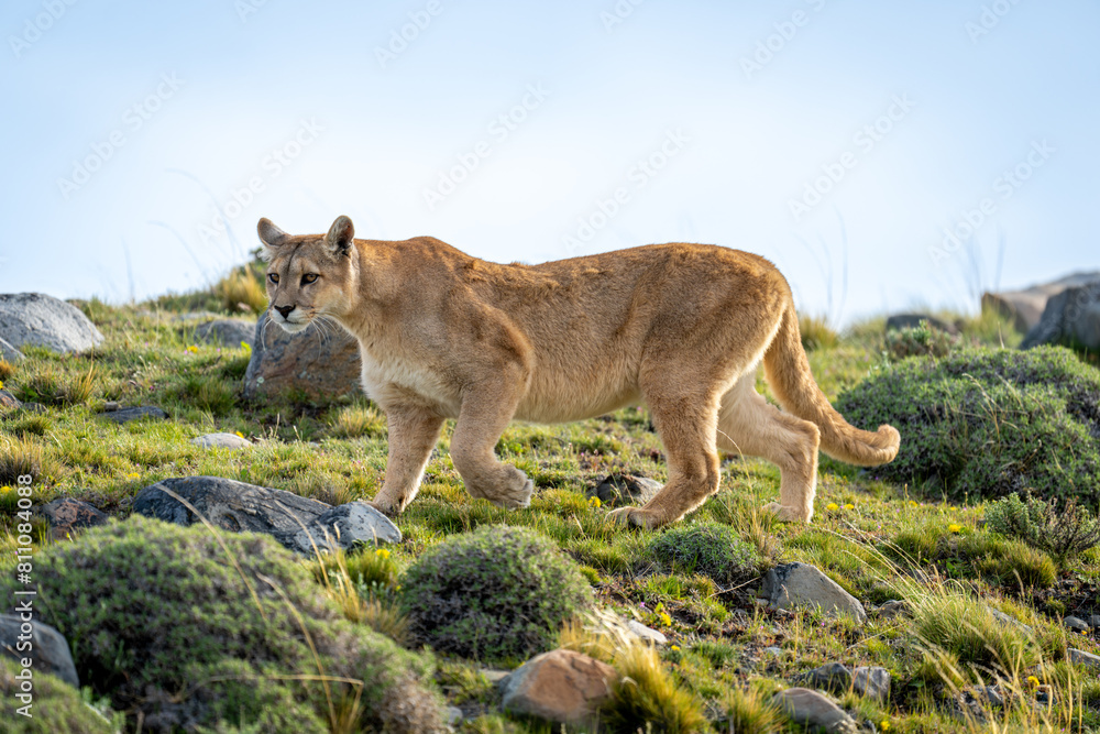 Naklejka premium Puma crosses slope amongst rocks lifting foot
