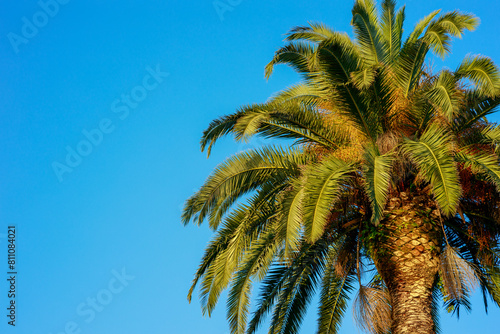 A palm tree is standing tall in front of a clear blue sky