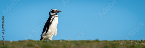 Panorama of Magellanic penguin waddling across grass