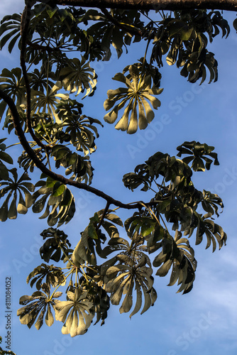 Embauba-do-brejo, Cecropia pachystachya, in Brazil. It belongs to the stratum of pioneer plants of the Atlantic forest in Brazil photo