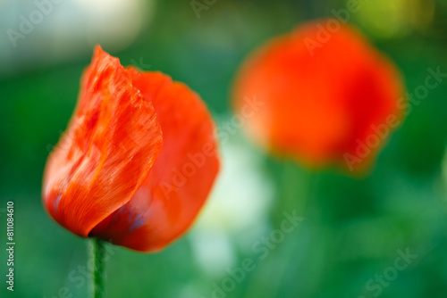 A close up of two red flowers in a green field