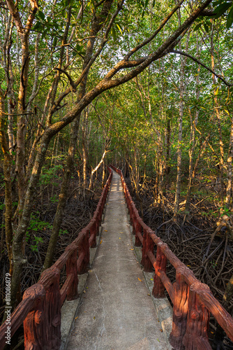 Krabi Urban Forest Walkway - elevated footpath in the mangrove forest in Krabi Town  Thailand on a sunny day.