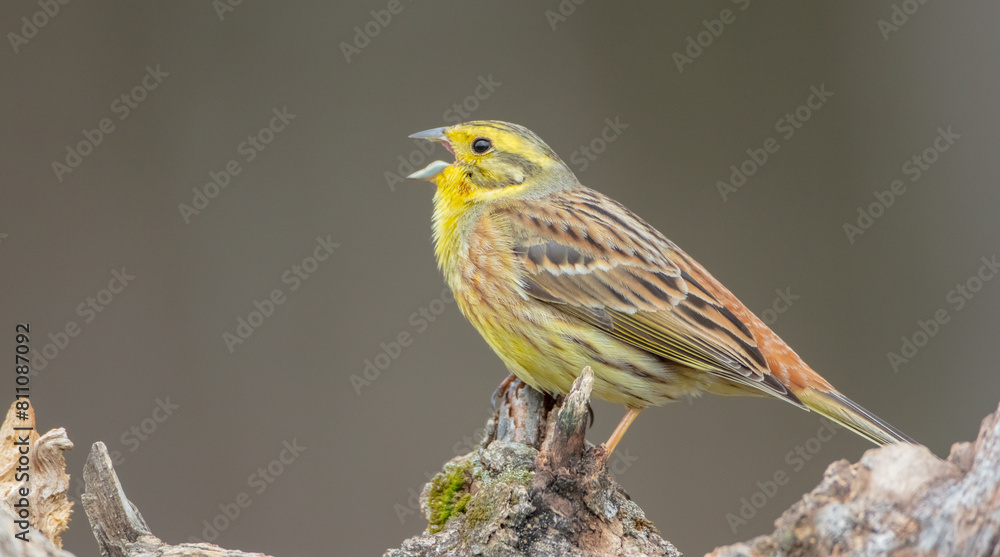 Yellowhammer  - male in spring at a wet forest