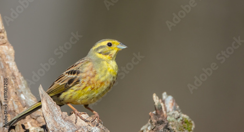 Yellowhammer - male in spring at a wet forest