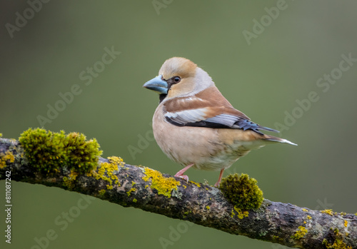 Bild auf Leinwand The hawfinch - female in spring