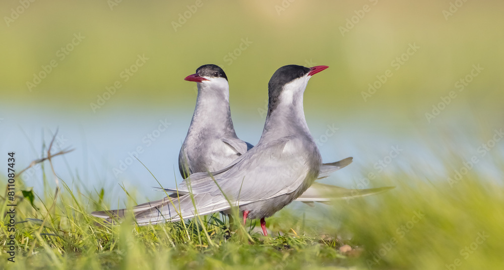Fototapeta premium Whiskered tern - adult birds at a wetland in spring
