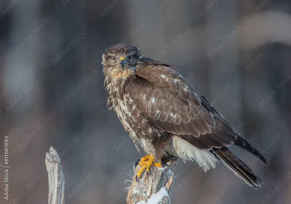 Fototapeta premium Common Buzzard in winter at a wet forest