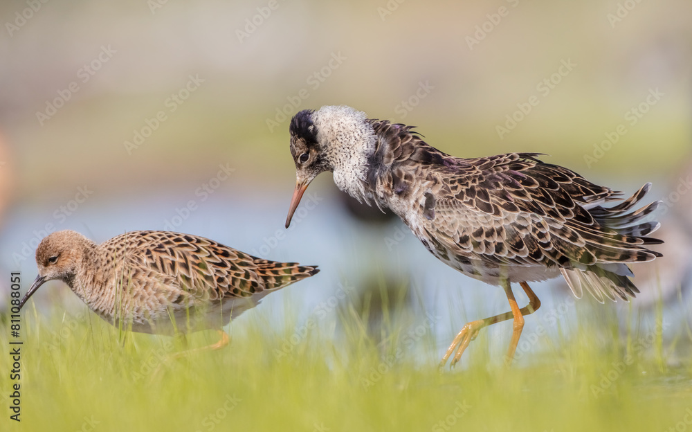 The ruff - pair at wetland on a mating season in spring The ruff - pair at wetland on a mating season in spring