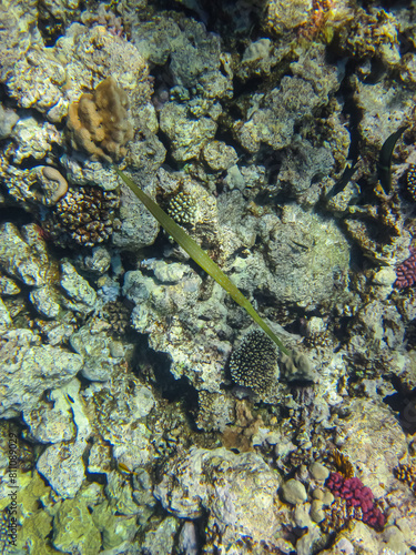 Colorful inhabitants of the coral reef of the Red Sea. Undersea world. Sea fish.