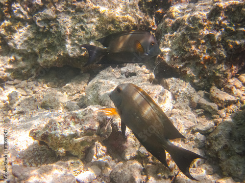 Colorful inhabitants of the coral reef of the Red Sea. Undersea world. Sea fish.