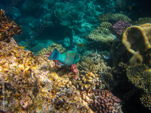 Colorful inhabitants of the coral reef of the Red Sea. Undersea world. Sea fish.