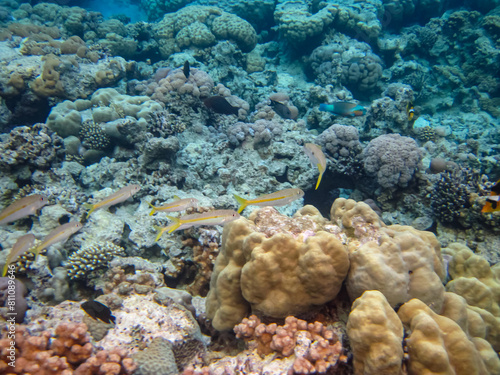 Colorful inhabitants of the coral reef of the Red Sea. Undersea world. Sea fish.