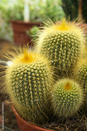 Exotic macro shoot cactus covered with thin yellow spines
