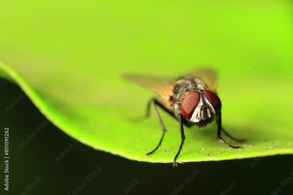 close up of fly Eye close up of fly Eye