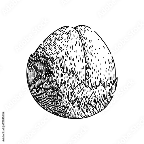 fresh salak fuit hand drawn. skin top, sala tropical, exotic food fresh salak fuit vector sketch. isolated black illustration