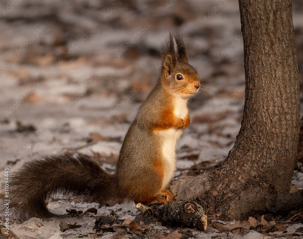 Fototapeta premium A squirrel beside a tree.