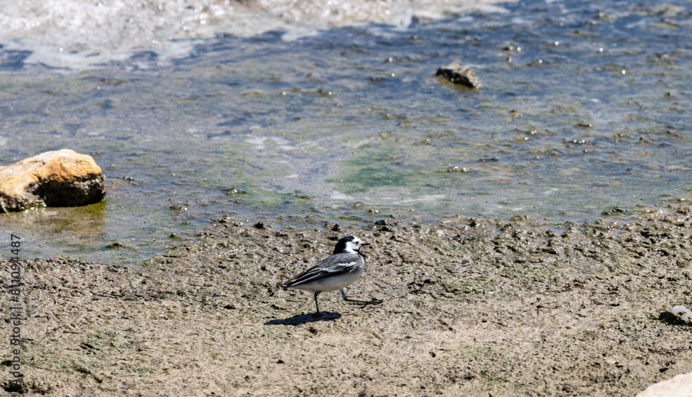 Obraz premium A White Wagtail sits gracefully on a muddy beach, its slender legs balancing on the uneven ground. The White Wagtail is a small, slender bird and searches for food, such as insects, in the mud.