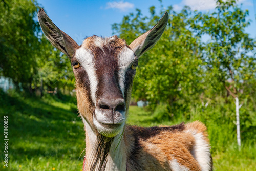 A funny friendly goat on the grassland background by sunny day | Zabawna przyjacielska koza na tle pastwiska w słoneczny dzień  #811100855
