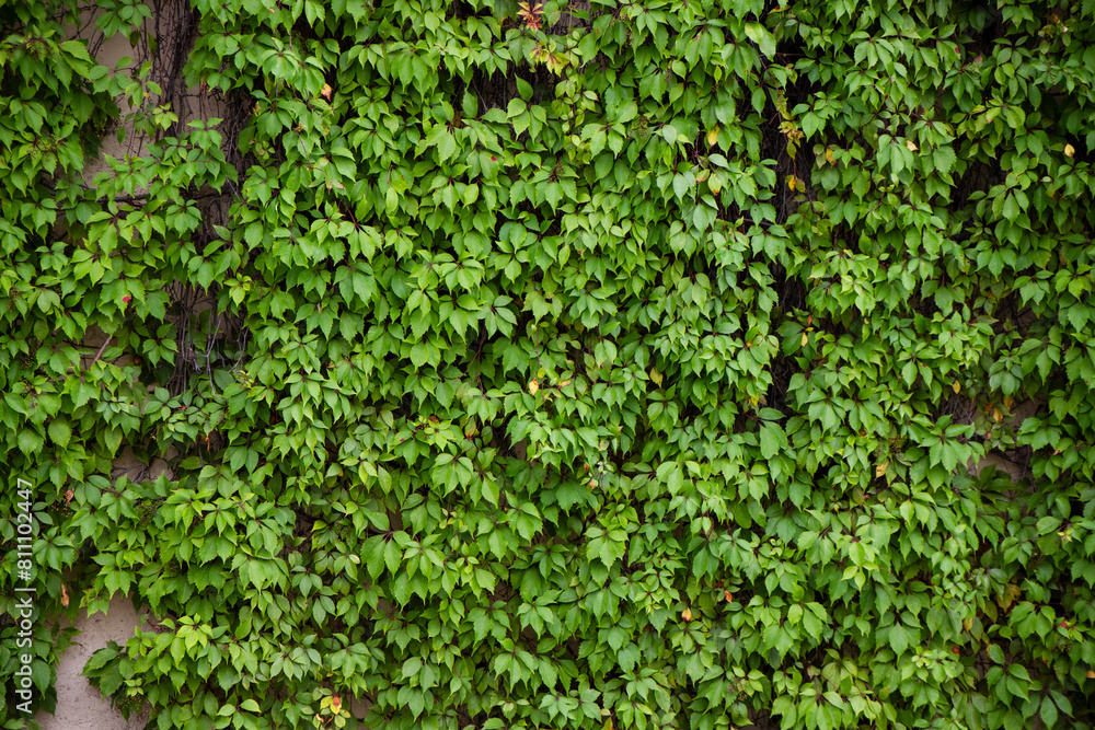 green plant wall, Creepers growing on the wall, green vine leaf on the wall green plant wall, Creepers growing on the wall, green vine leaf on the wall