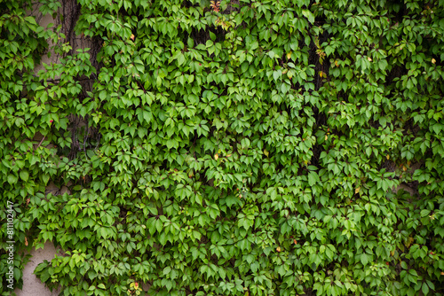 green plant wall, Creepers growing on the wall, green vine leaf on the wall