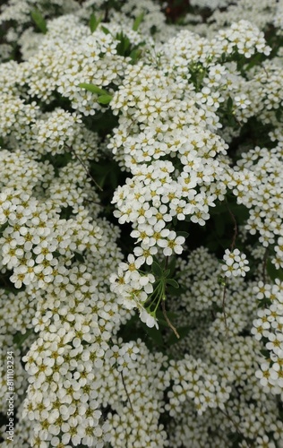 A sprig of  white flowers