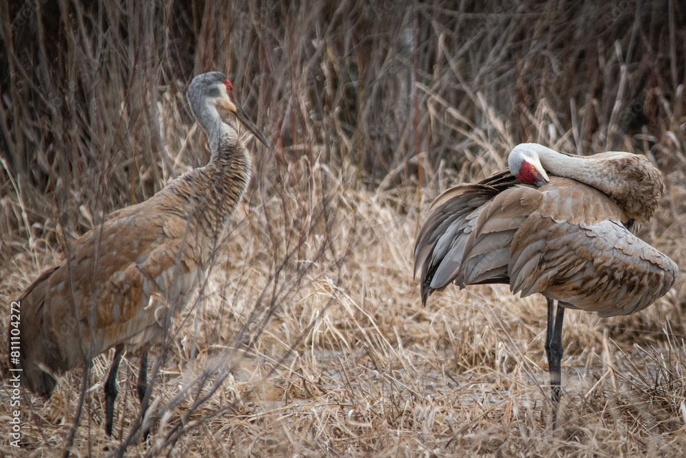 Obraz premium Sandhill cranes