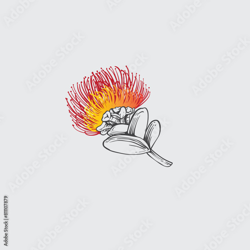 hand drawn vector botanical Ohia lehua