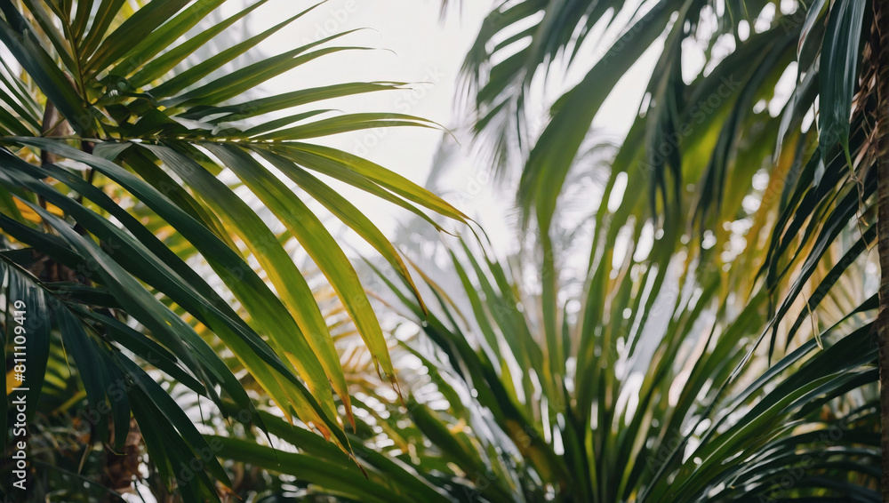 Tropical Flair, Background Featuring Lush Palm Leaves