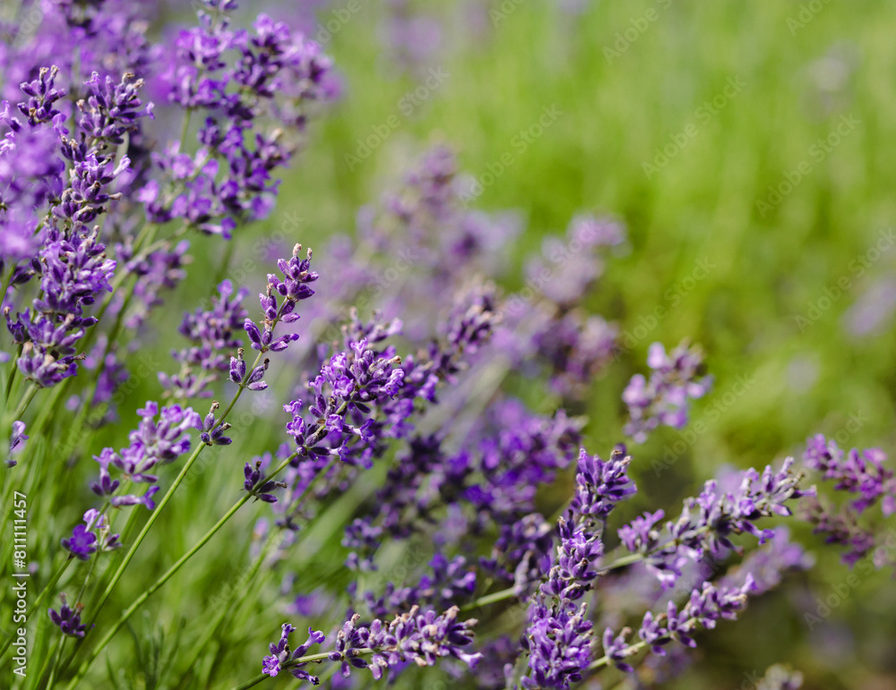 Scenic view blooming lavender field, showcasing rows of purple flowers, travel and nature concept Scenic view blooming lavender field, showcasing rows of purple flowers, travel and nature concept