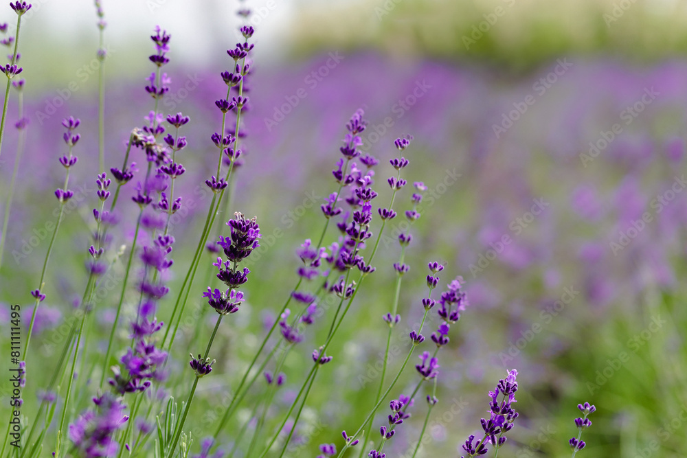Fototapeta premium Scenic view blooming lavender field, showcasing rows of purple flowers, travel and nature concept