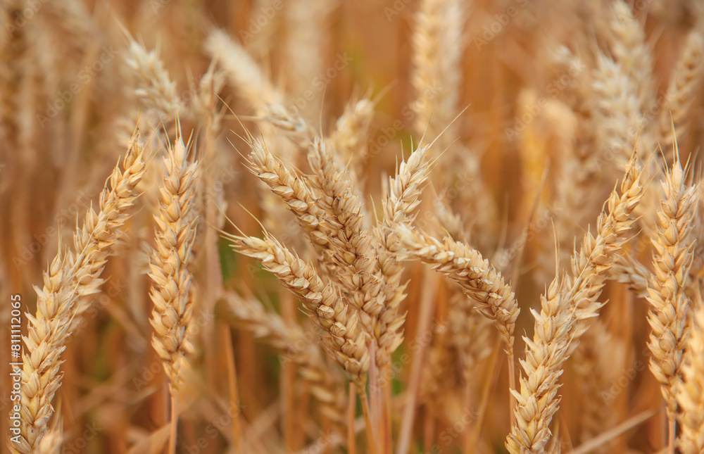 Close-up of golden wheat ears in field, symbolizing agriculture and natural resources. Close-up of golden wheat ears in field, symbolizing agriculture and natural resources.
