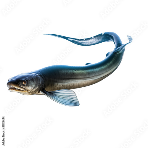 electric eel photo