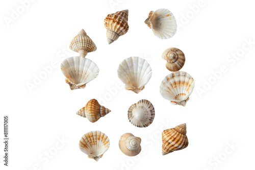 Small seashells isolated on transparent background