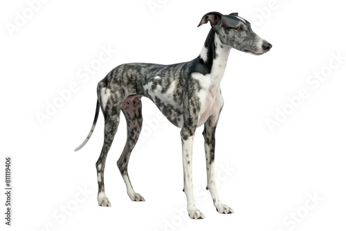 Whippet isolated on transparent background