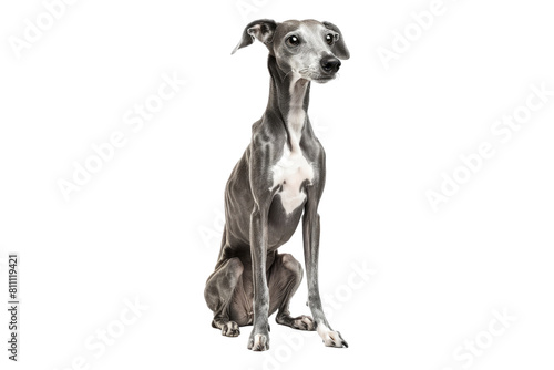 Whippet isolated on transparent background © Ghulam