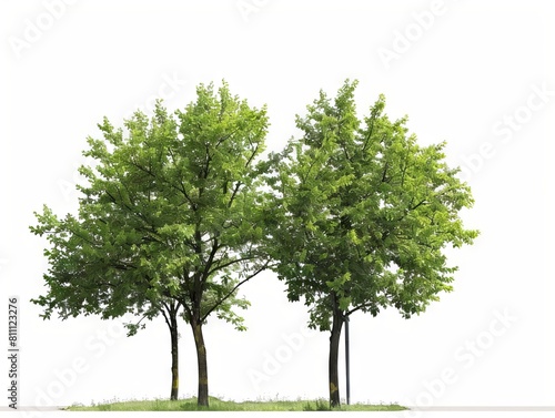 Three trees on a white background.
