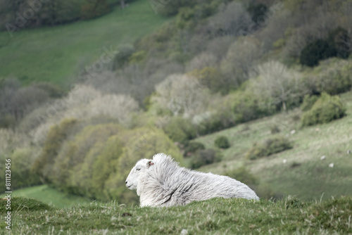 close up portrait of a pretty white herdwick sheep on the top of a hill with countryside and trees in the background photo