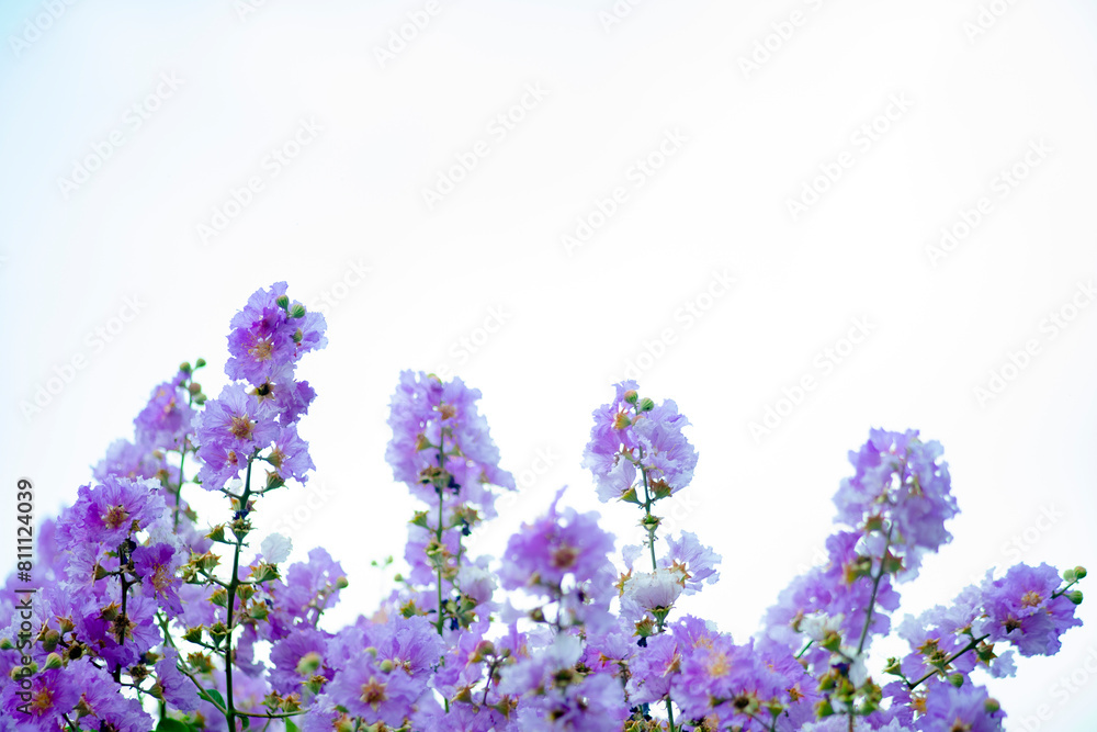 Naklejka premium Lagerstroemia floribunda tree flowers and fruits,Bunch of beautiful blooming bright pink Bangor or Lagerstroemia floribunda Jack with clean blue sky as background.