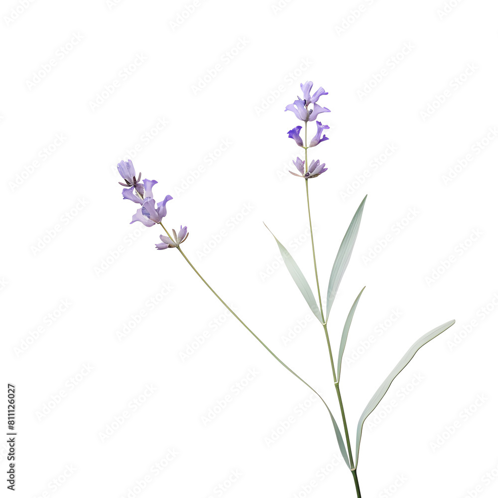 A soft violet lavender flower with a gentle blur, isolated on a transparent background