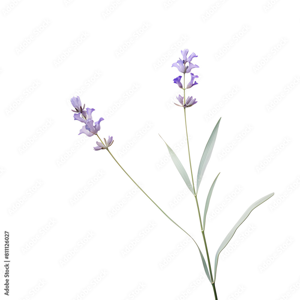 Obraz premium A soft violet lavender flower with a gentle blur, isolated on a transparent background