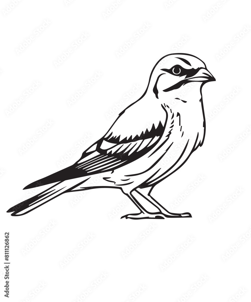 Fototapeta premium Shrike Bird Victor Design