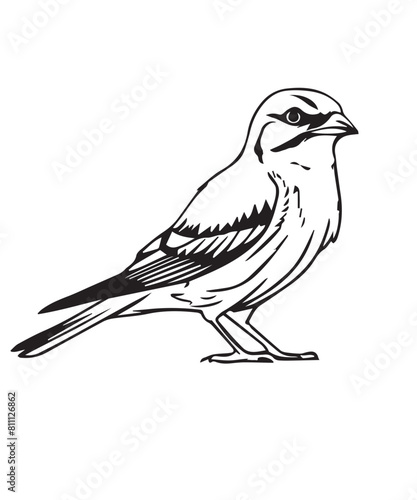 Shrike Bird Victor Design