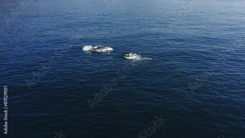 Inspiring 4k drone aerial footage of a group of whales swimming and jumping in the blue water near the surface of Pacific Ocean. Majestic creatures of the wild, the largest mammals on Earth photo