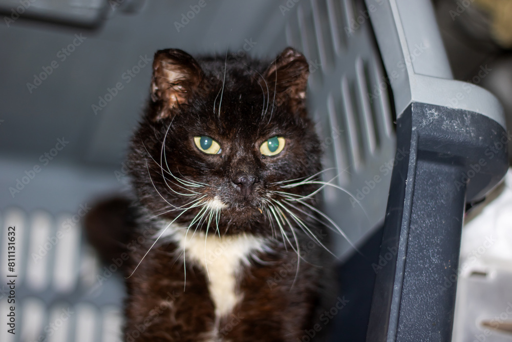 A black and white Felidae with green eyes is in a carrier by the window A black and white Felidae with green eyes is in a carrier by the window