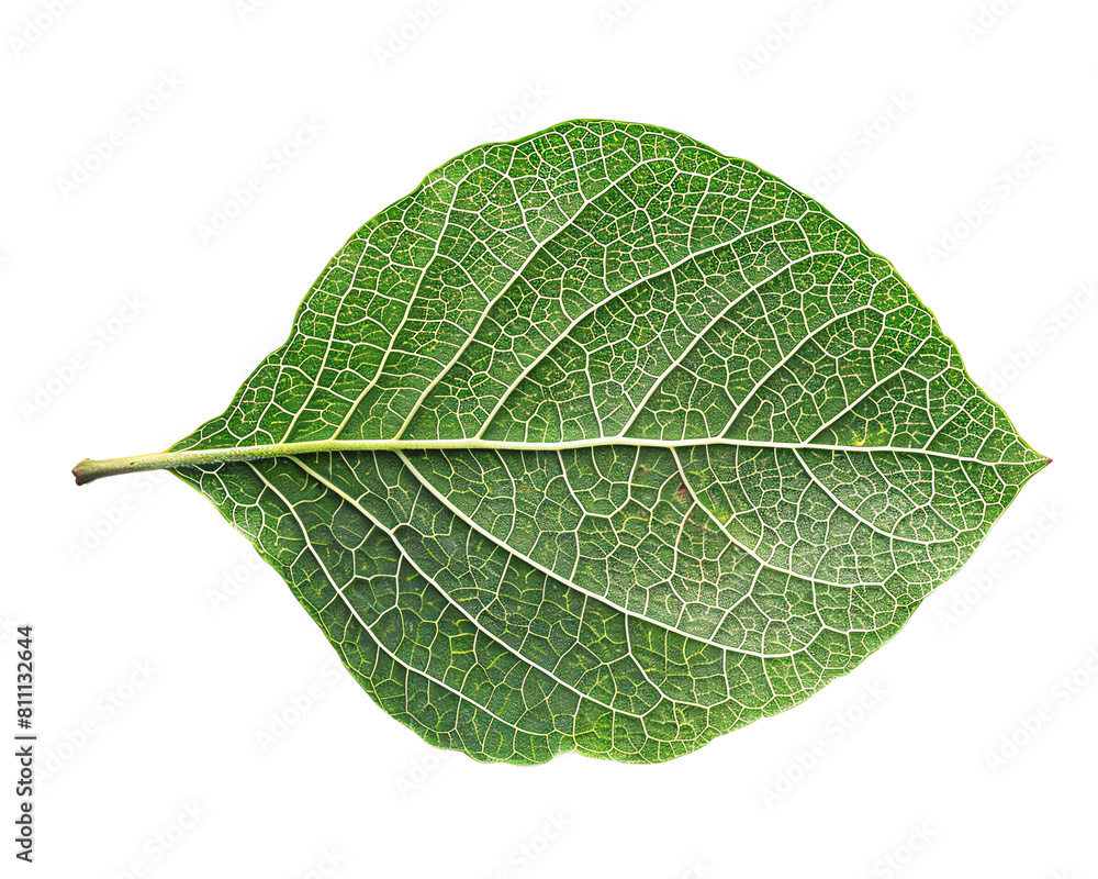 Obraz premium green leaf isolated on white