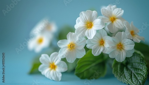 An image of white primroses on a beautiful blue background macro. Soft and romantic nature background. Free space for text.